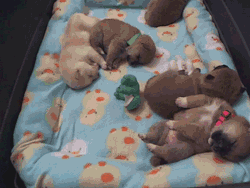 aplacetolovedogs:  Adorable, sweet and cute newborn puppies.