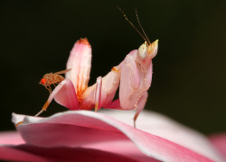 thescienceofreality:  A Look at Orchid Mantes by Scott Cromwell