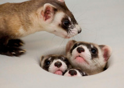 magicalnaturetour:  Mama Ferret Counts her Kits by USFWS Mountain