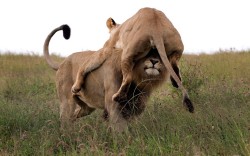 theanimalblog:  An angry lioness launches herself at a male -