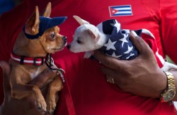 theanimalblog:  A man holds two chihuahuas, one dressed in a