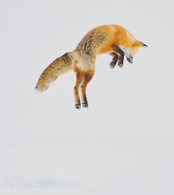 Diving for dinner (Red fox)
