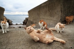 quentinandrew:   There’s an island in Japan where wild cats