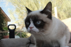 tardthegrumpycat:  The Daily Grump | November 28, 2012 Grumpy