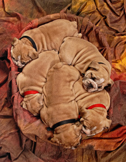 English Bulldog Love