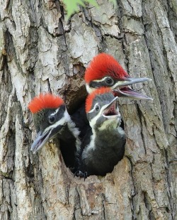 The Woody Woodpecker clan (Pileated Woodpecker chicks)