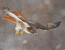 peregrineinastoop:  Red-tailed Hawk by Jim Ridley 