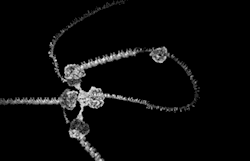 uvece:  infinity-imagined:  The DNA Replication Complex, an assembly