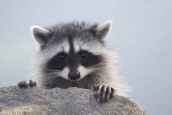animals-animals-animals:  Little Raccoon Baby (by SonjaStarke)