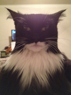 Not the cat Tumblr deserves, but the cat that Tumblr needs. Cat-Batman.