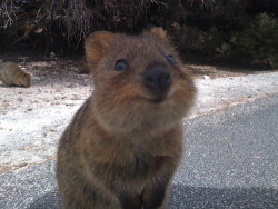 shavingryansprivates:  apparently this thing is called a quokka