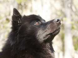 fy-herdingdogs:  Swedish Lapphund