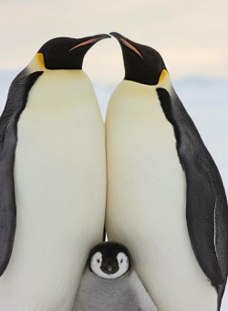 We are family (Emperor Penguins)
