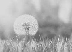 Sissy…the dandelions will be in bloom, before you know