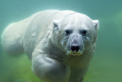 magicalnaturetour:  “Polar bear waterplay” by Jutta Kirchner