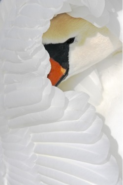 Portrait in white (Mute Swan)