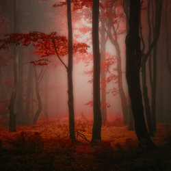crescentmoon06:  -Lost red story- by *Janek-Sedlar 