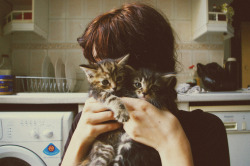 69shadesofgray:  kitties!