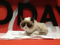 tardthegrumpycat:  In the green room on the TODAY set! 