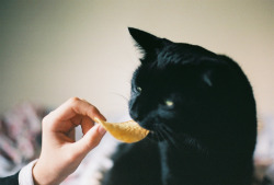 fideleux:  cat eating a pringle (door voldemortsbeard) 