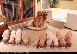 aplacetolovedogs:  Proud parents of 10 little Golden Retriever