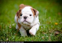 aplacetolovedogs:  Cutie Bulldog puppy on the prowl! Now where