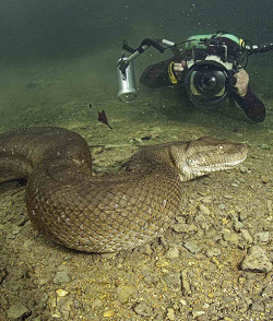 nannairb:  creepicrawlies:  Diver Swims With Dangerous 26 Foot