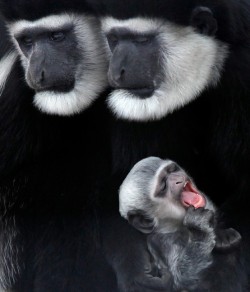 Out of Africa (a paid of Mantled Guereza, or Abyssinian Black-and-White