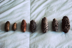 fideleux:  357|365 (door Leigh Ellexson) 