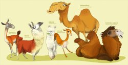 Camelidae - by Heffy EEeee, my friends!! :D