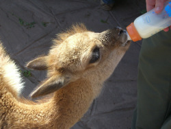  Feeding a baby vicuna from a bottle, near Cusco, Peru. 