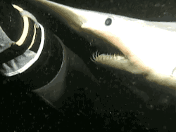 goblin shark (Mitsukurina owstoni) tiburón duende rosado  http://en.wikipedia.org/wiki/Goblin_shark