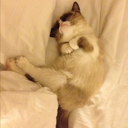 tardthegrumpycat:  Grumpy Cat getting some well needed rest last