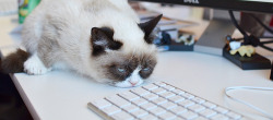 buzzfeed:  Yesterday, we hired Grumpy Cat as an editor and then