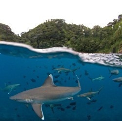 funkysafari:  Whitetip reef sharks near the Pacific island of