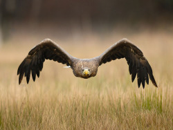 Face off (Golden Eagle)