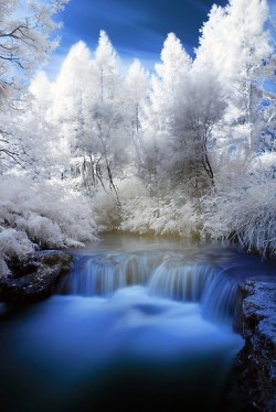 Frosted winter morn