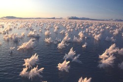 thedailywhat:  Frost Flowers Blooming in the Arctic Ocean  Here’s