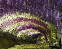 unicorn-meat-is-too-mainstream:  WHIMSICAL WISTERIA GARDENS AND