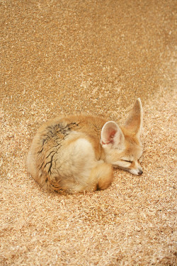 animalgazing:  fennec fox by hanabi. on Flickr. 