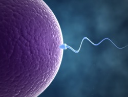 scinerds:  French Sperm Sinking, Not Swimming, Study Finds  French