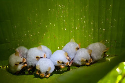 kailashenergia:  A family of white fruit bats (Ectophylla alba).