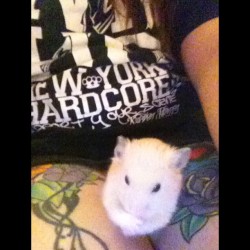 Hamsters, Hardcore and Tattoos 🐹💪 #hamster #demon #newyork