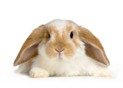 bellebunnies:  MYTH: RABBITS ARE LOW MAINTENANCE THE TRUTH IS: