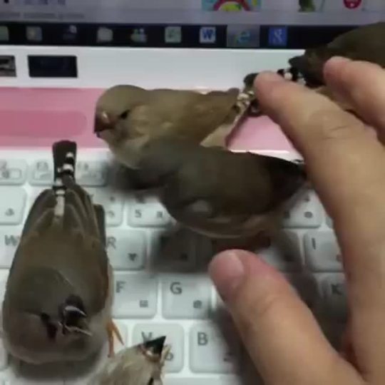 dear-tumb1r: becausebirds: When you’re trying to do homework but you can’t because birds  Human: *attempts typing*  Birbs: >:V >:V >:V >:V >:V >:V >:V >:V >:V >:V >:V >:V >:V >:V >:V >:V >:V >:V