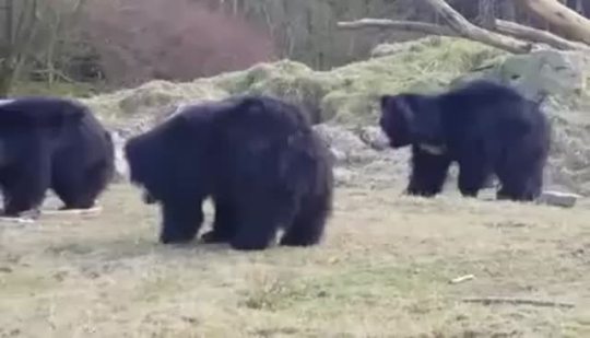 bacon-dragon: batsandothercutethings:  Bears playing with a balloon.   Was bummed out this morning, but then i saw this.  Now i can’t stop smiling. 