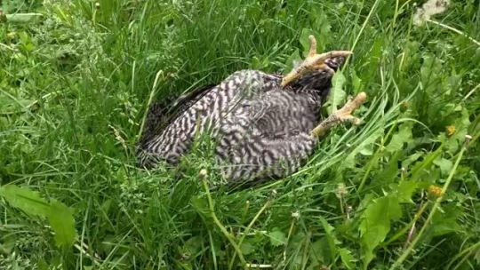 becausebirds:I caught my chicken sleeping on the job. x