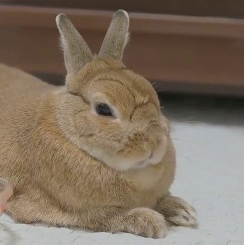 dustidustbunni.tumblr.com/post/160750415984/