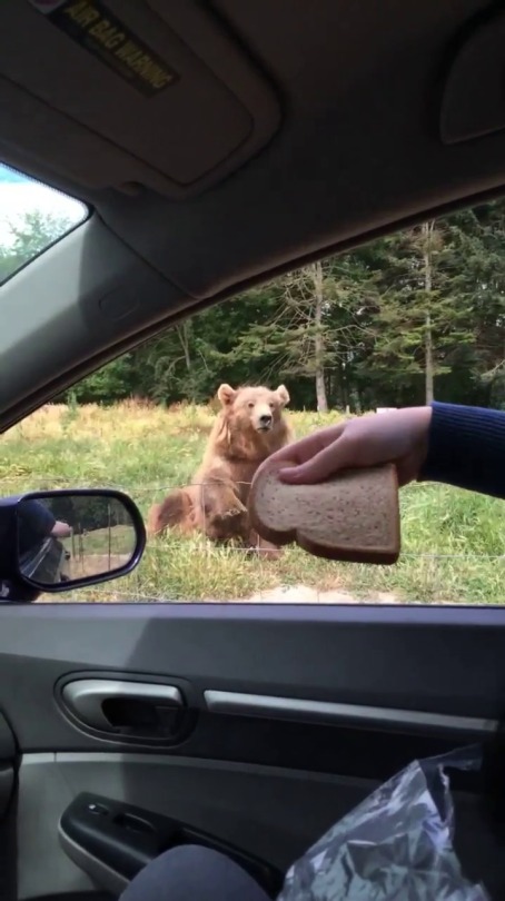 justallthesefeelsman: fluffychesnut:  egaylitarian:  500daysofbecky:  500daysofbecky: I really need everyone to see me throwing a piece of bread into a bears mouth. I actually have never been more proud of anything in my life and WILL reblog this every