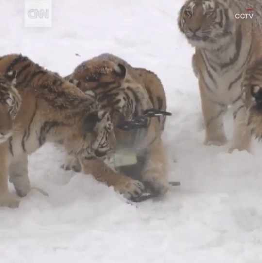 bend-heaven-raise-hell:  sushinfood:  babyanimalgifs:  tigers chasing a drone credit: @cnninternational  alternative title:  underestimation costs zoo 踰     This is the best video ever  